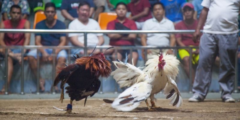 Cược theo hiệp đấu nâng cao tỷ lệ trúng Cược theo hiệp đấu nâng cao tỷ lệ trúng