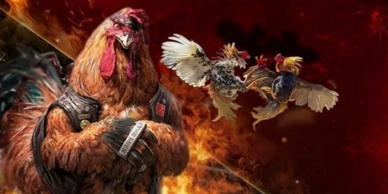 Khám phá về loại hình đá gà thomo Khám phá về loại hình đá gà thomo